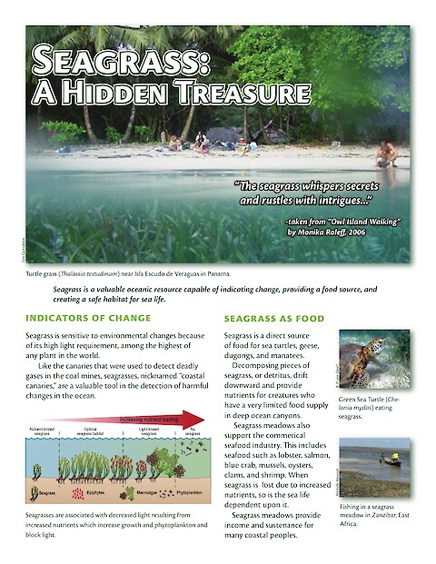 Seagrass: A Hidden Treasure (Page 1)