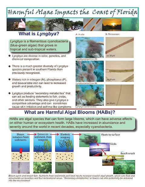 Harmful Algae Impacts the Coast of Florida (Page 1)
