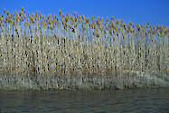Phragmites stand in early spring after winter dieback