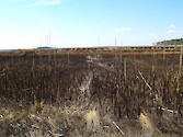 Burned areas of the refuge, for purposes of trapping nutria