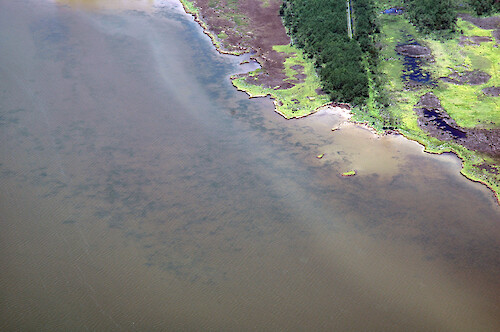 Water plumes coming off Parks Neck into the Honga River. The dark areas are widgeon grass (Ruppia maritima) meadows.