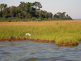 Wetland in Johnson's Bay