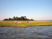 Wetlands in Johnson's Bay