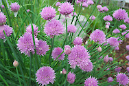 Wild chives on University of Maine campus