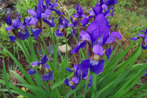Purple iris on University of Maine campus