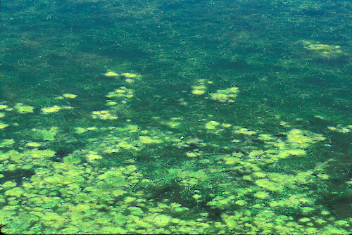 Green macroalgae growing on the surface of an SAV pond (Ruppia maritima) on the Horn Point Campus