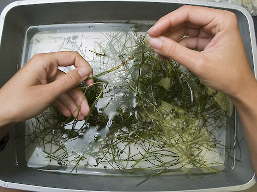 Sorting seagrass biomass for analysis of biomass, shoot length, nutrient content