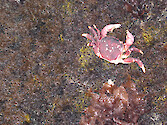 Crab in a rocky intertidal area at Sea West, north of Morro Bay, California