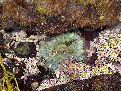 Sea anemone in a rocky intertidal area at Sea West, north of Morro Bay, California