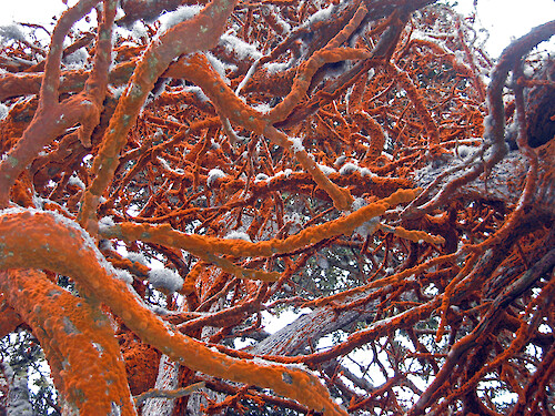 A microscopic algae (Trentepohlia aurea v. polycarpa) growing on Monterey cypress trees in Point Lobos State Reserve, California. The orange color comes from one of the pigments, beta carotene