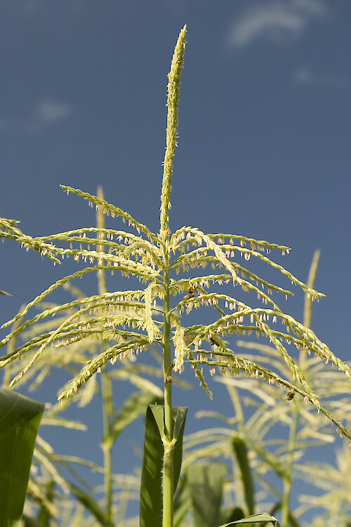 Seed head of a sweet corn plant (Zea saccharata or Zea rugosa)
