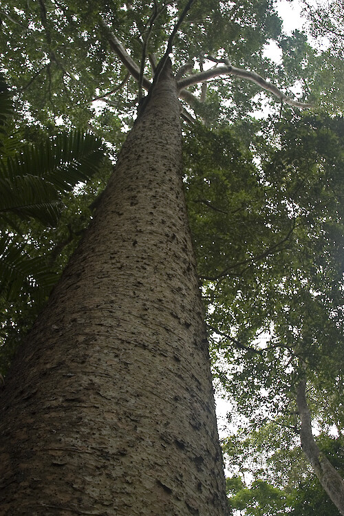 This Kauri pine is on Fraser Island (the largest sand island in the world) off the Queensland coast, Australia. 