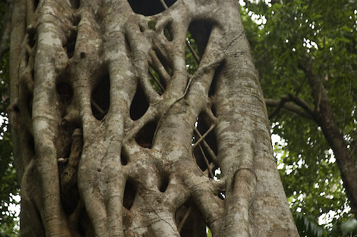 In the rainforest the strangler fig germinates only in the branches of a host tree from the seed deposited by birds. Many roots are sent down and they gradually envelope and strangle the host tree leaving the fig in its place.