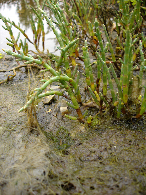 Salicornia marsh at edge of intertidal mudflat in Morro Bay