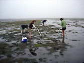 Scientists collecting infauna for ecological analysis in Morro Bay 