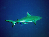 A grey reef shark (Carcharhinus amblyrhynchos) at the Blue Corner, Palau.