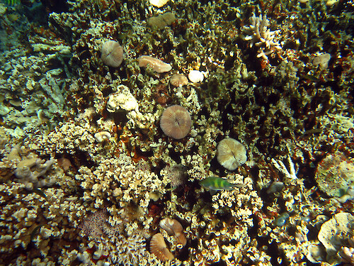 Mushrooms corals (Fungia species) are solitary corals. These mushroom and other corals are at The Cemetery, Palau