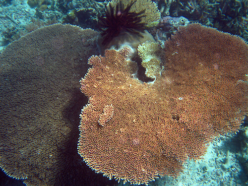 This plate coral was at one of the sites monitored by the Palau International Coral Reef Center