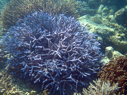 This staghorn coral was at one of the sites monitored by the Palau International Coral Reef Center