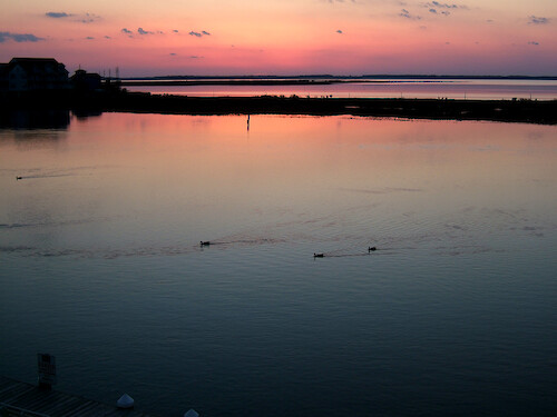 Sunset over Chincoteague Bay in Chincoteague, VA. Ducks on the water.