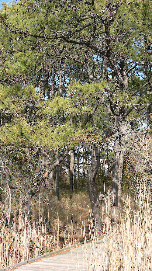 Pine forest behind the North Beach of Assateague National Seashore. 
