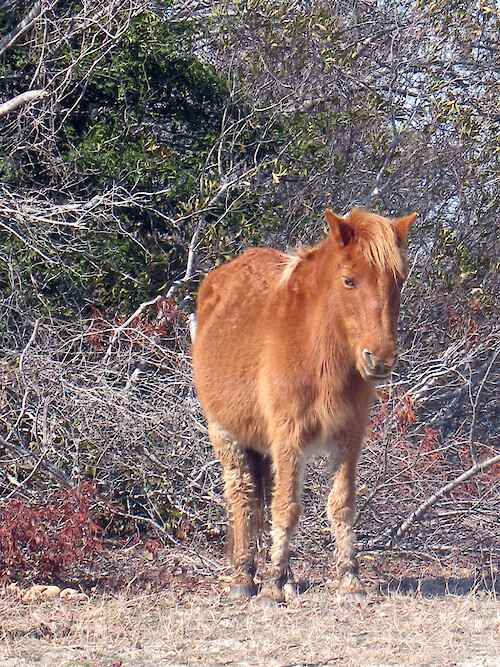 Wild pony at Assateague National Seashore