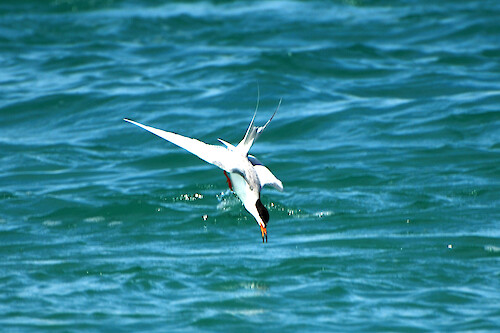 This Forster's tern was photographed diving for food in Charlotte County Florida