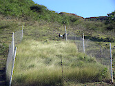 On the SE end of the island is a revegetation study site for determining the impact of feral livestock on local vegetation.