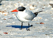 Caspian Tern resting on the Gulf beach