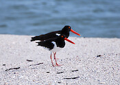 American Oystercatcher on the beach in Charlotte County Florida