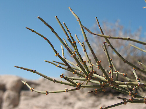 Mormon tea (Ephedra virdis) as its named suggests, can be brewed for tea. 