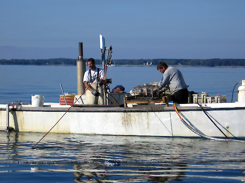 Commercial oyster harvests in Eastern Bay, Chesapeake Bay. Oysters are collected by a diver working on the reef below.