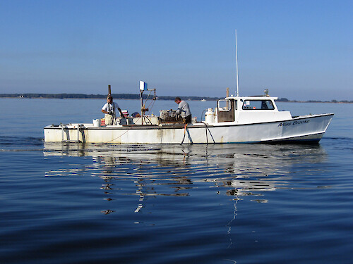 Commercial oyster harvest in the Eastern Bay, Chesapeake Bay.