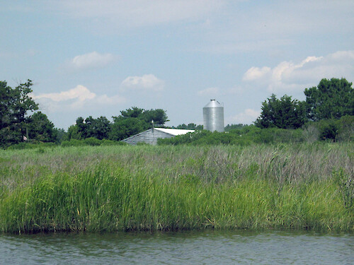 Poultry farm situated along Little Monie Creek sits behind a span of Spartina marsh.