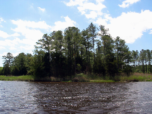Monie Creek wends along, emptying into Monie Bay. Much of its length is surrounded by Spartina marsh and forest, along its flat topography.