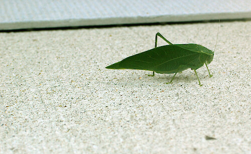 False katydid resting on a sidewalk. 