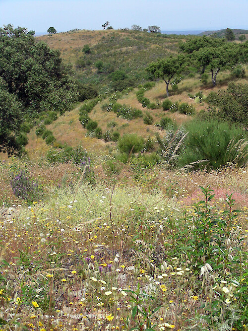 A hillside in the upland Algarve region of southwestern Portugal.