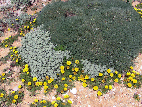 A carpet of various groundcovers blanket the cliff tops near Sagres.