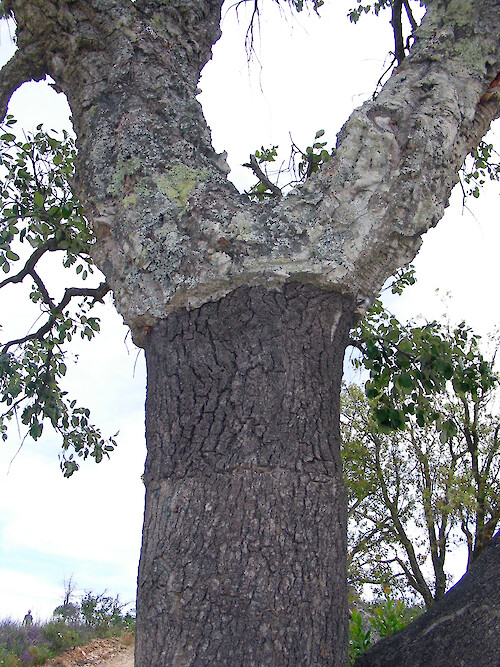 In the Algarve region of southwestern Portugal, once every nine years, cork oak trees (Quercus suber) are stripped of their bark. It is the only tree that can regenerate its bark, making the industry renewable and sustainable. 