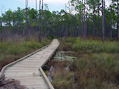 Boardwalk through various habitats, including forest and wetlands in Big Branch Marsh National Wildlife refuge