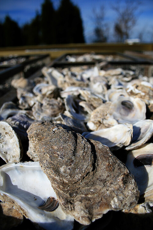 Oyster shells which will be used for larvae to settle on, as part of the Oyster Recovery Partnership's plan to restore oysters to Chesapeake Bay