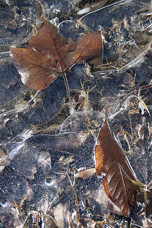 Leaves frozen in an ice puddle