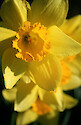 Blooming daffodils at the Horn Point Laboratory