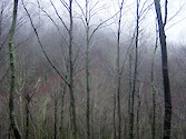 March is still cool and foggy at higher elevation in Great Smoky Mountains National Park