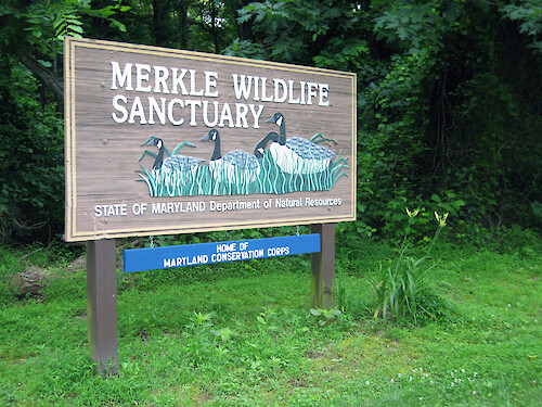 Merkle Wildlife Sanctuary on the upper Patuxent River. This was one of the overnight stops on the annual Patuxent Sojourn paddle.