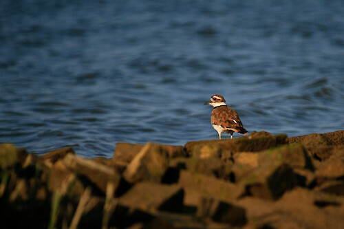 Shorebird on the Choptank River