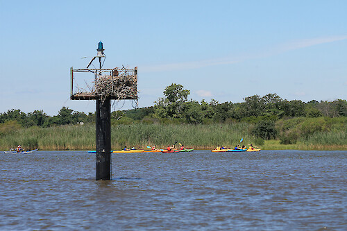 Osprey (Pandion haliaetus) and nest on the Chester River, with kayakers in the background