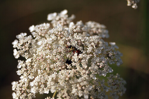 Beetle collecting pollen and nectar from Queen Anne's Lace (Daucus carota) in Blackwater National Wildlife Refuge