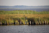 Marsh restoration at Blackwater National Wildlife Refuge, where sea level rise is eroding marshes