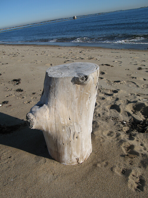 Driftwood on Hills Beach, Biddeford, Maine.